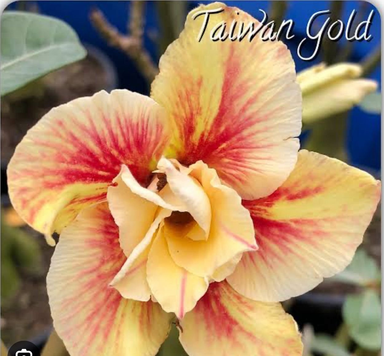 TAIWAN GOLD ENXERTO