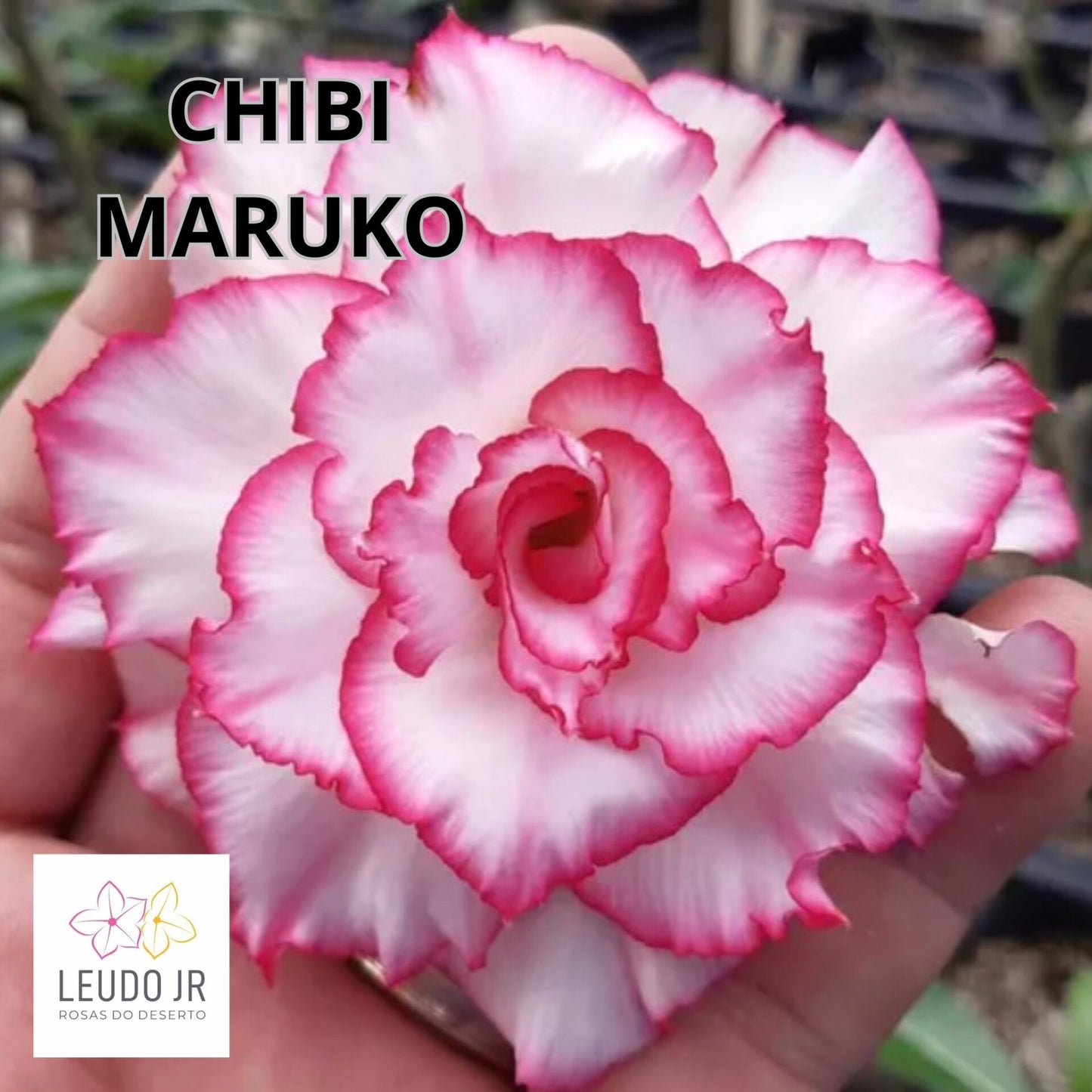 CHIBI MARUKO