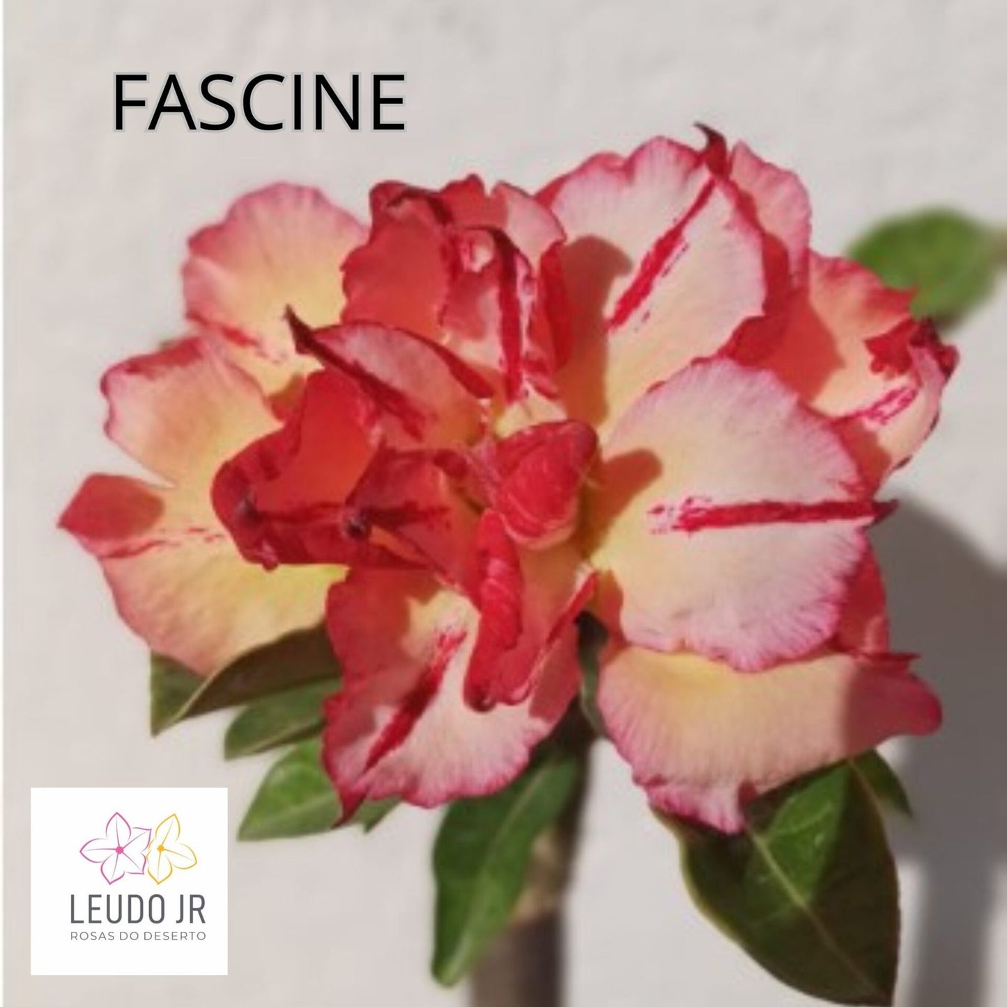 FASCINE ENXERTO