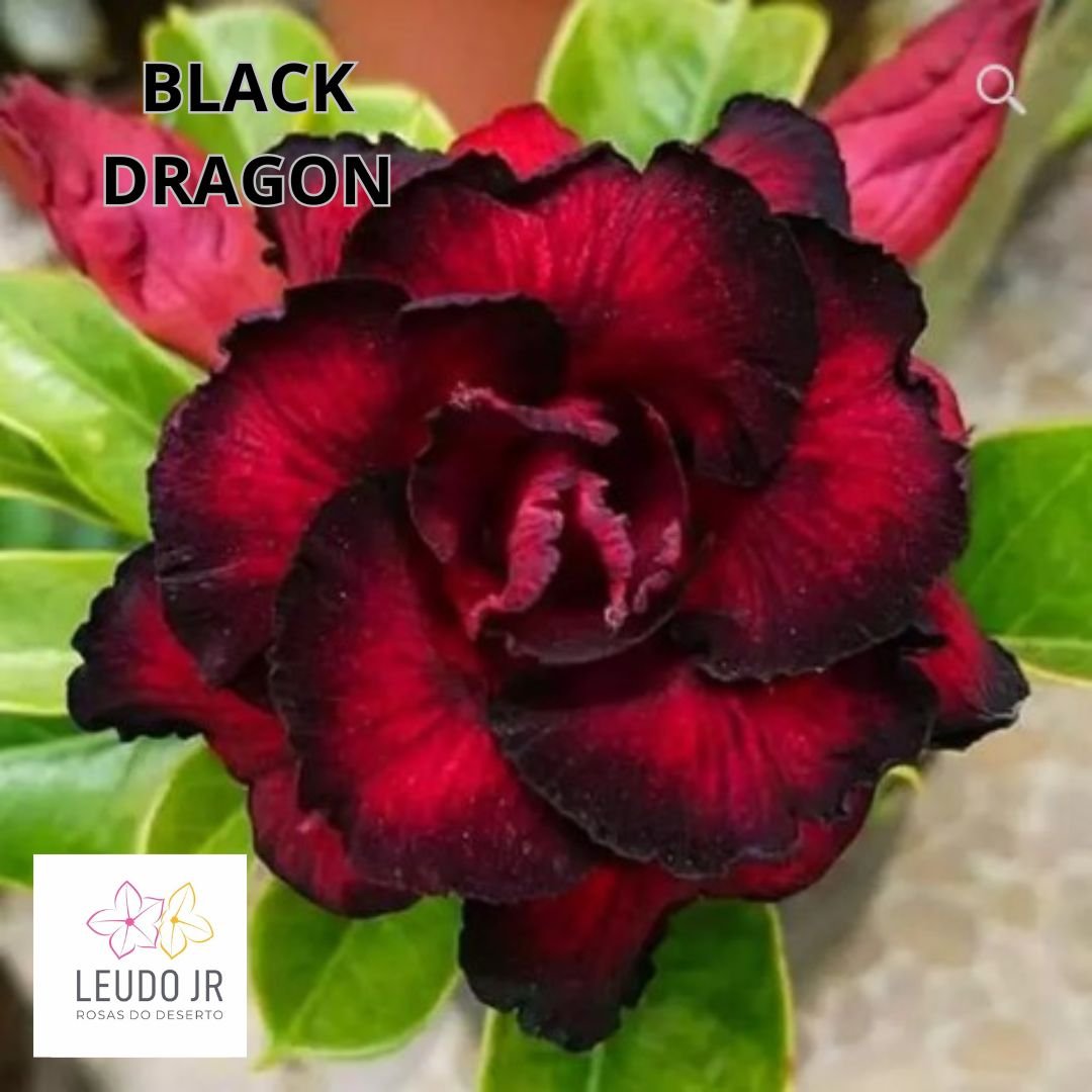 BLACK DRAGON