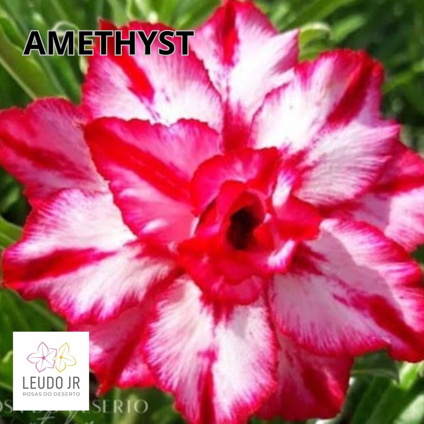 AMETHYSTH ENXERTO