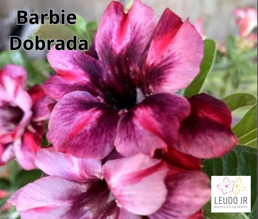 BARBIE DOBRADA ENXERTO