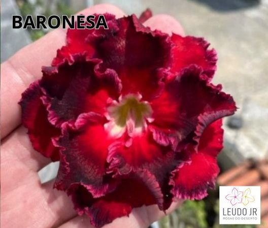 BARONESA ENXERTO