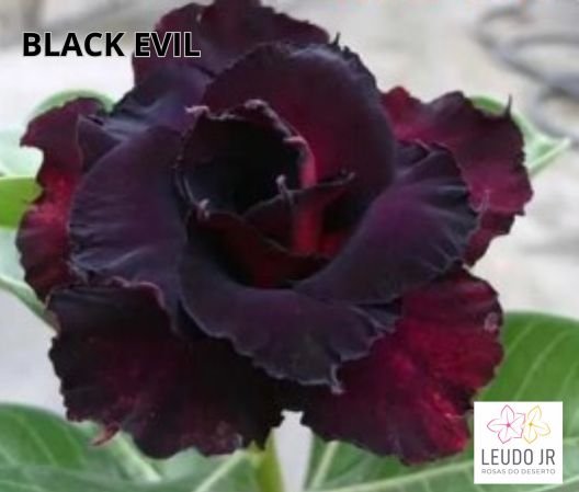 BLACK EVIL ENXERTO