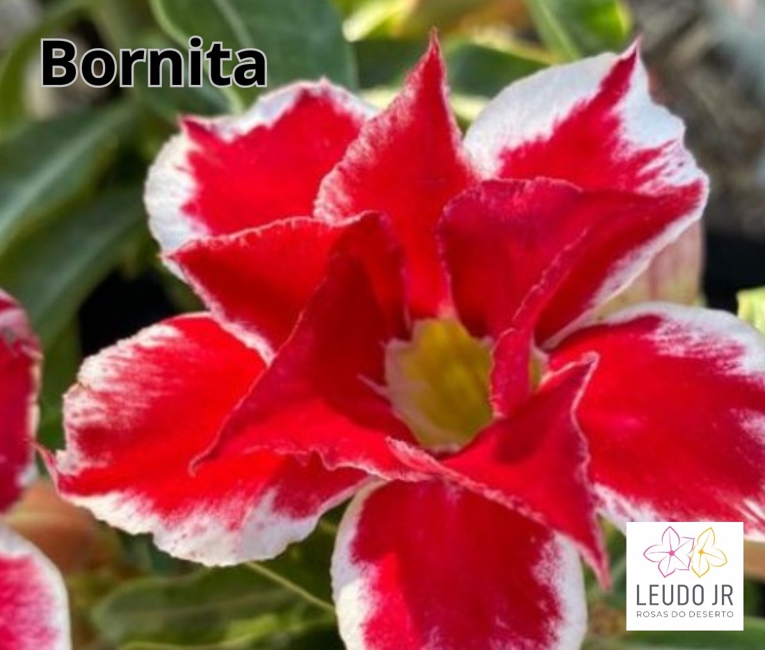 BORNITA ENXERTO