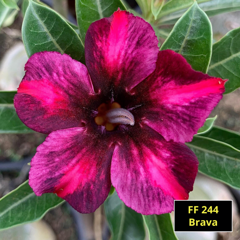 BRAVA ENXERTO