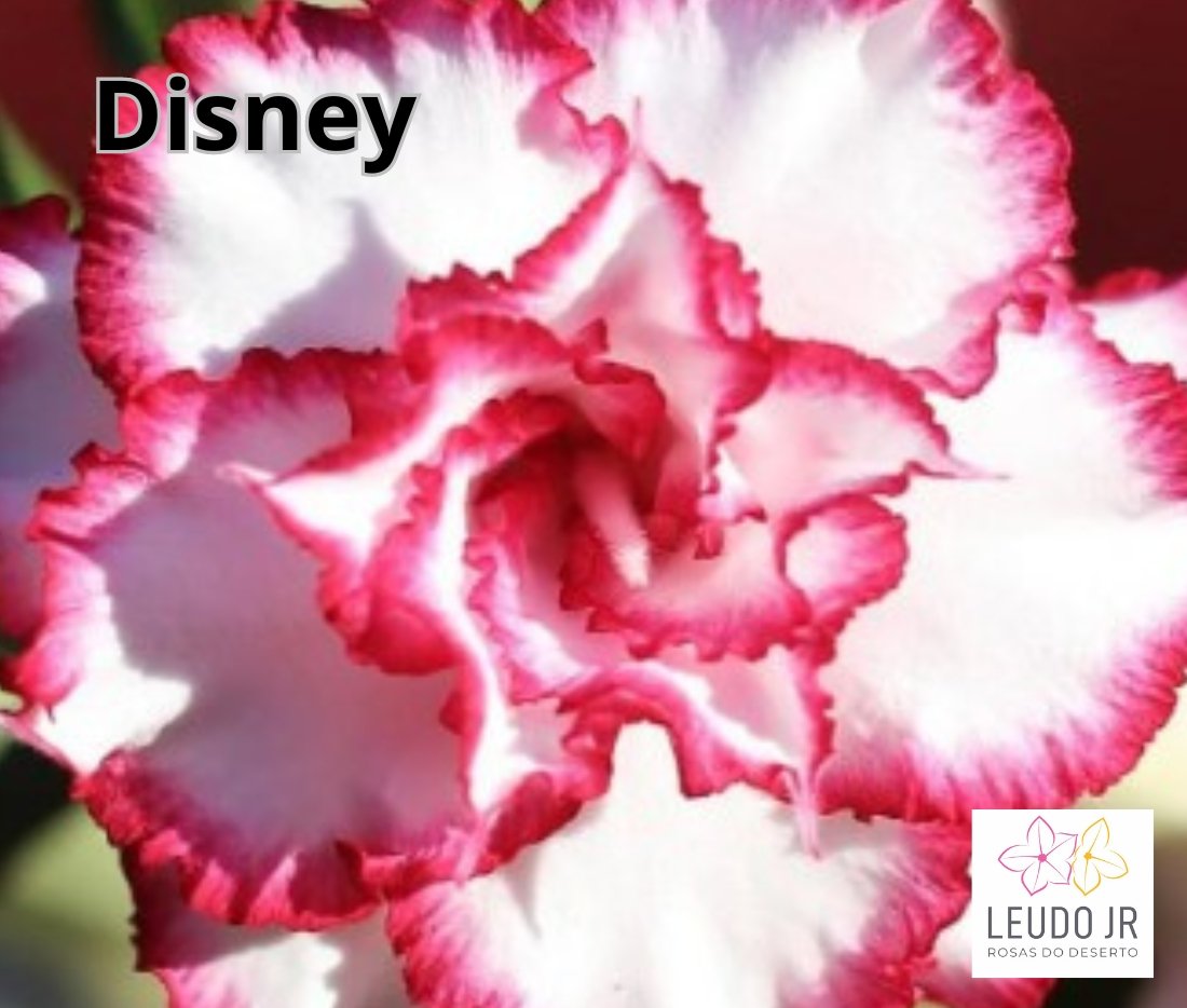DISNEY ENXERTO