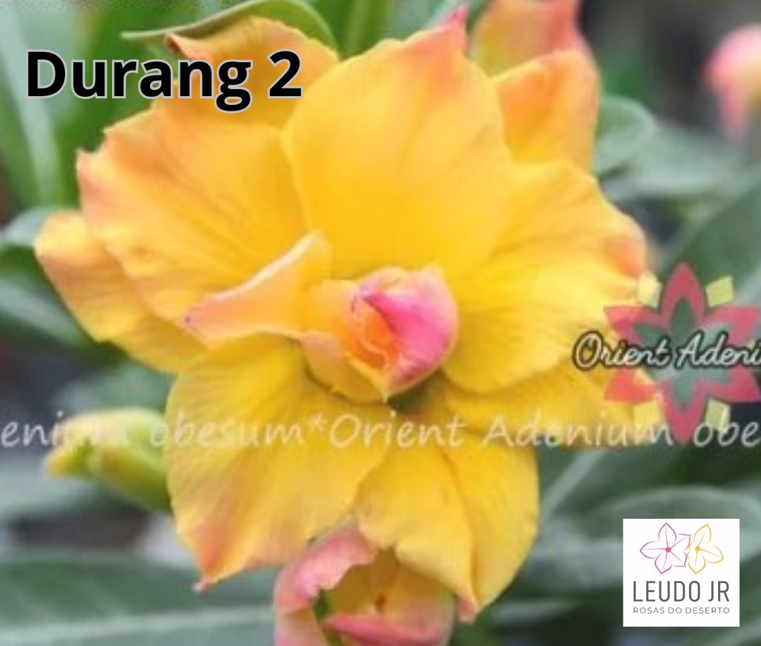 DURANG 2 ENXERTO