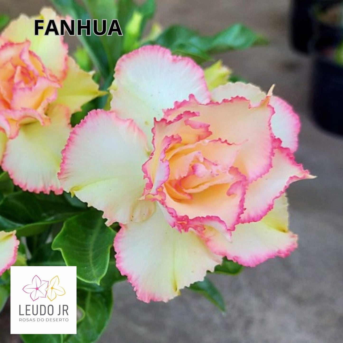FANHUA ENXERTO
