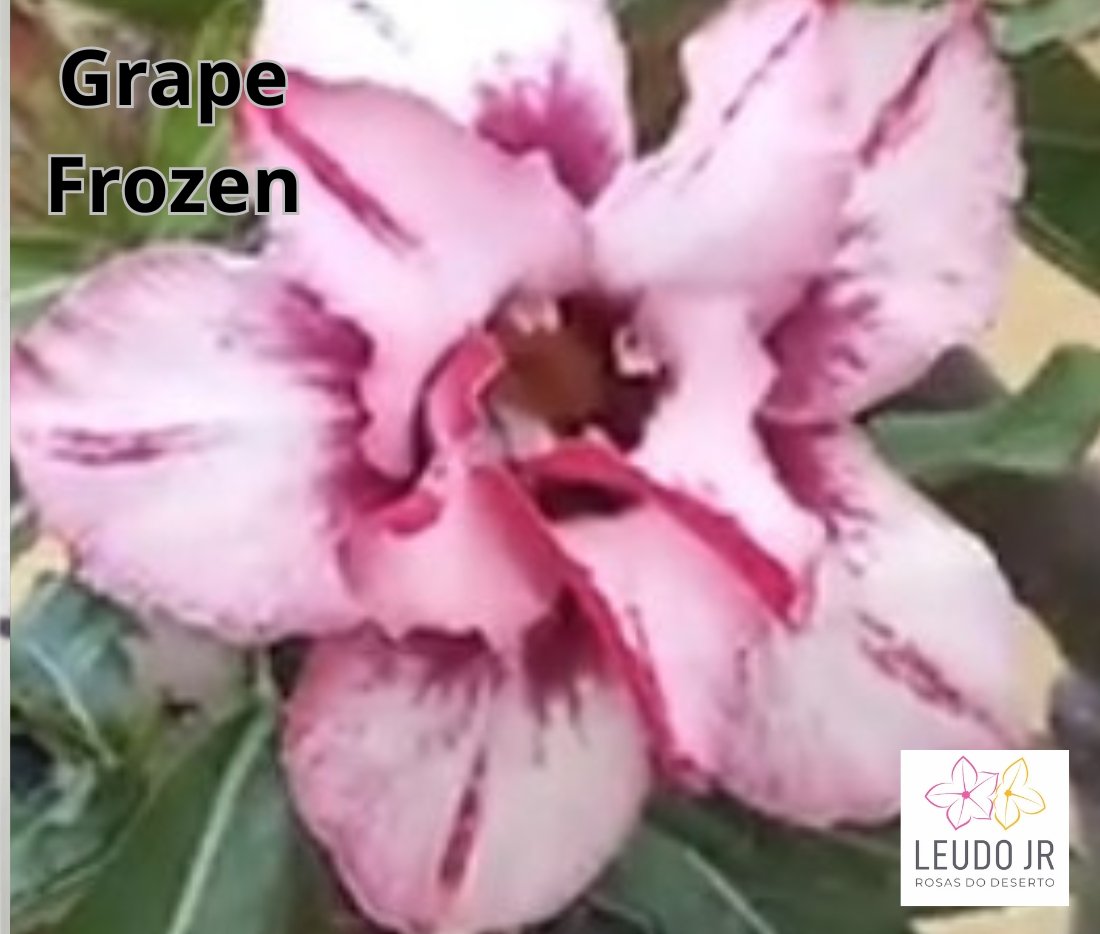 GRAPE FROZEN ENXERTO