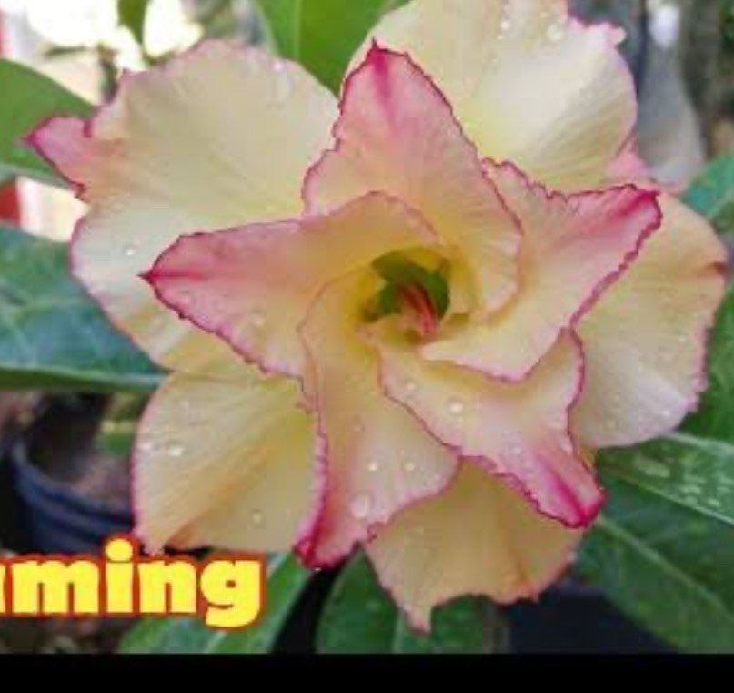 FLAMING ENXERTO