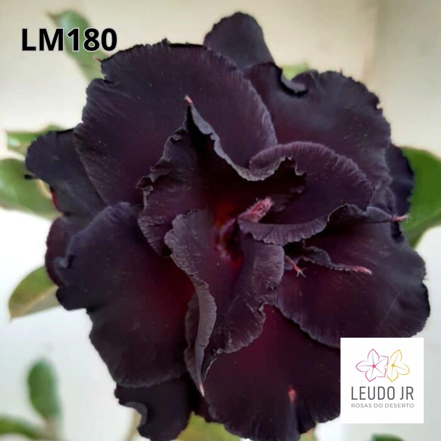 LM180 ENXERTO