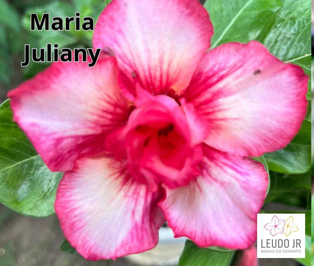 MARIA JULIANY ENXERTO