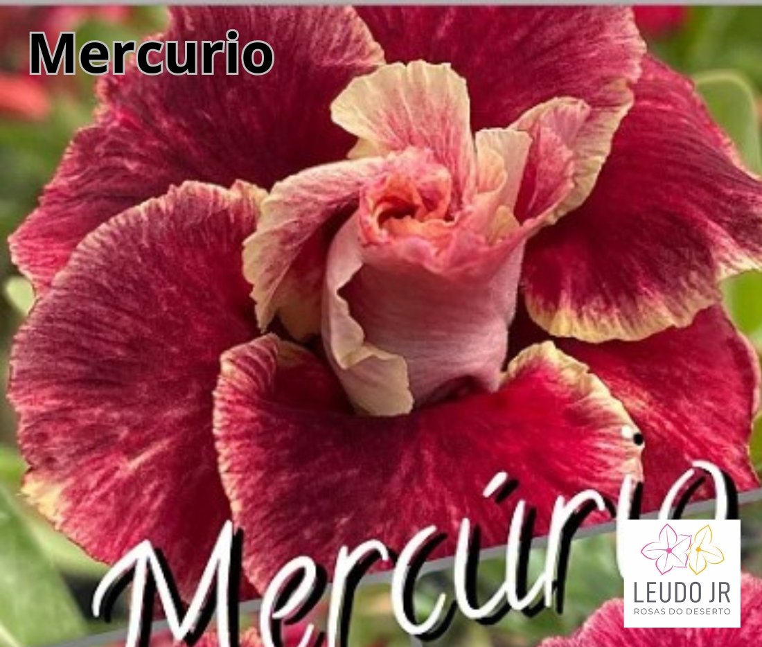 MERCURIO ENXERTO