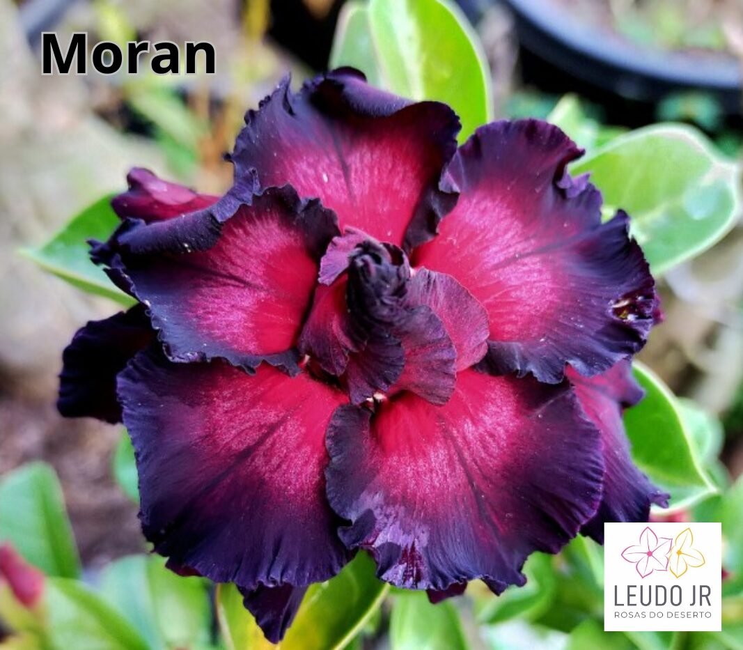 MORAN ENXERTO