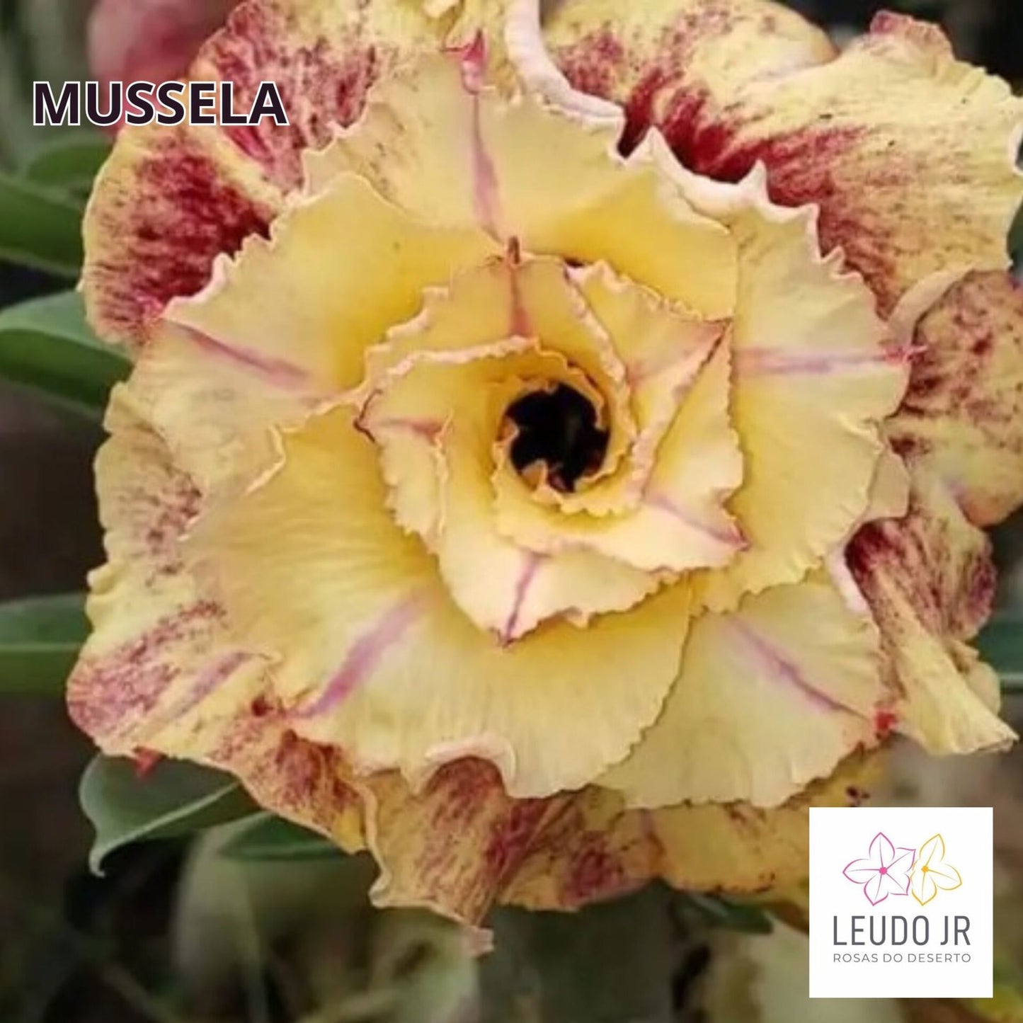 MUSSELA ENXERTO