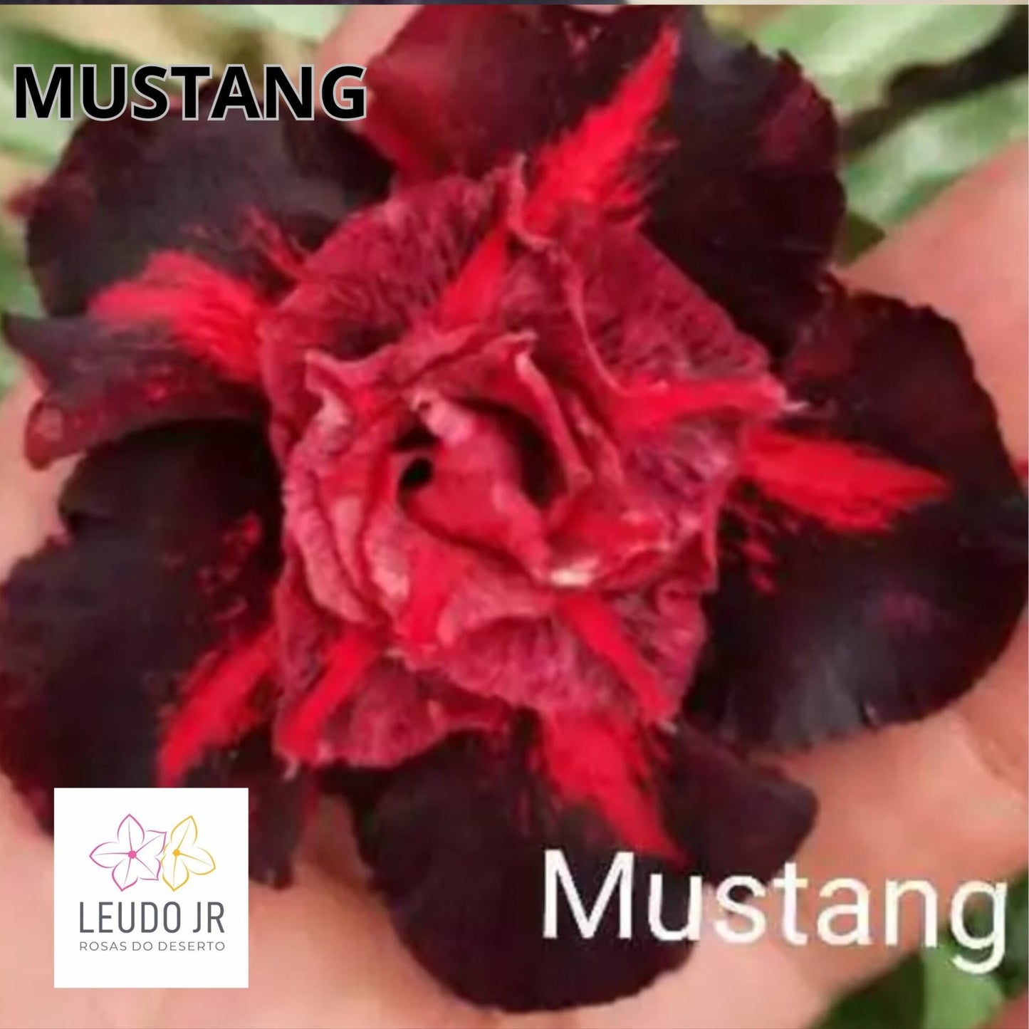MUSTANG ENXERTO