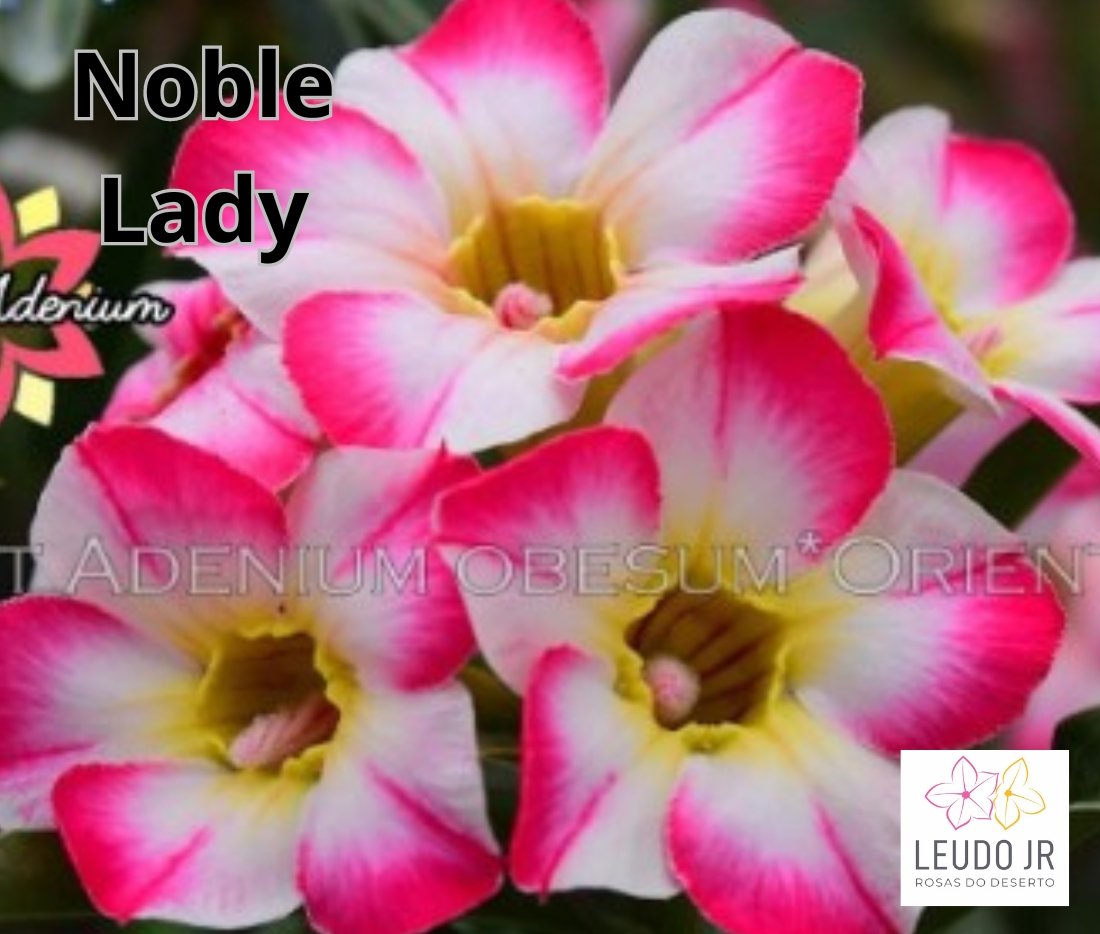 NOBLE LADY ENXERTO