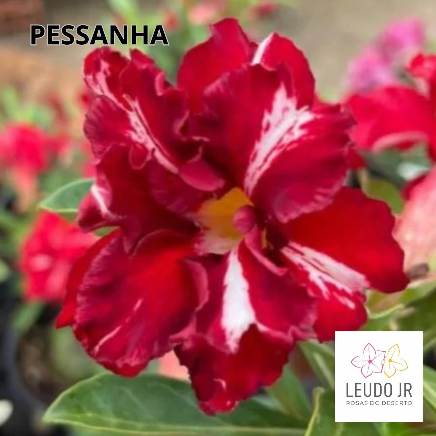 PESSANHA ENXERTO