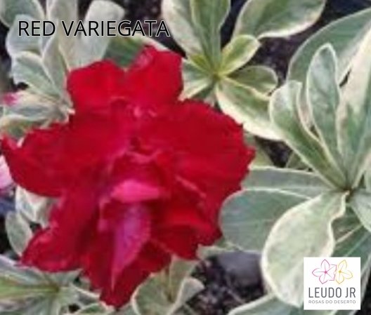 VARIEGATA DOBRADA