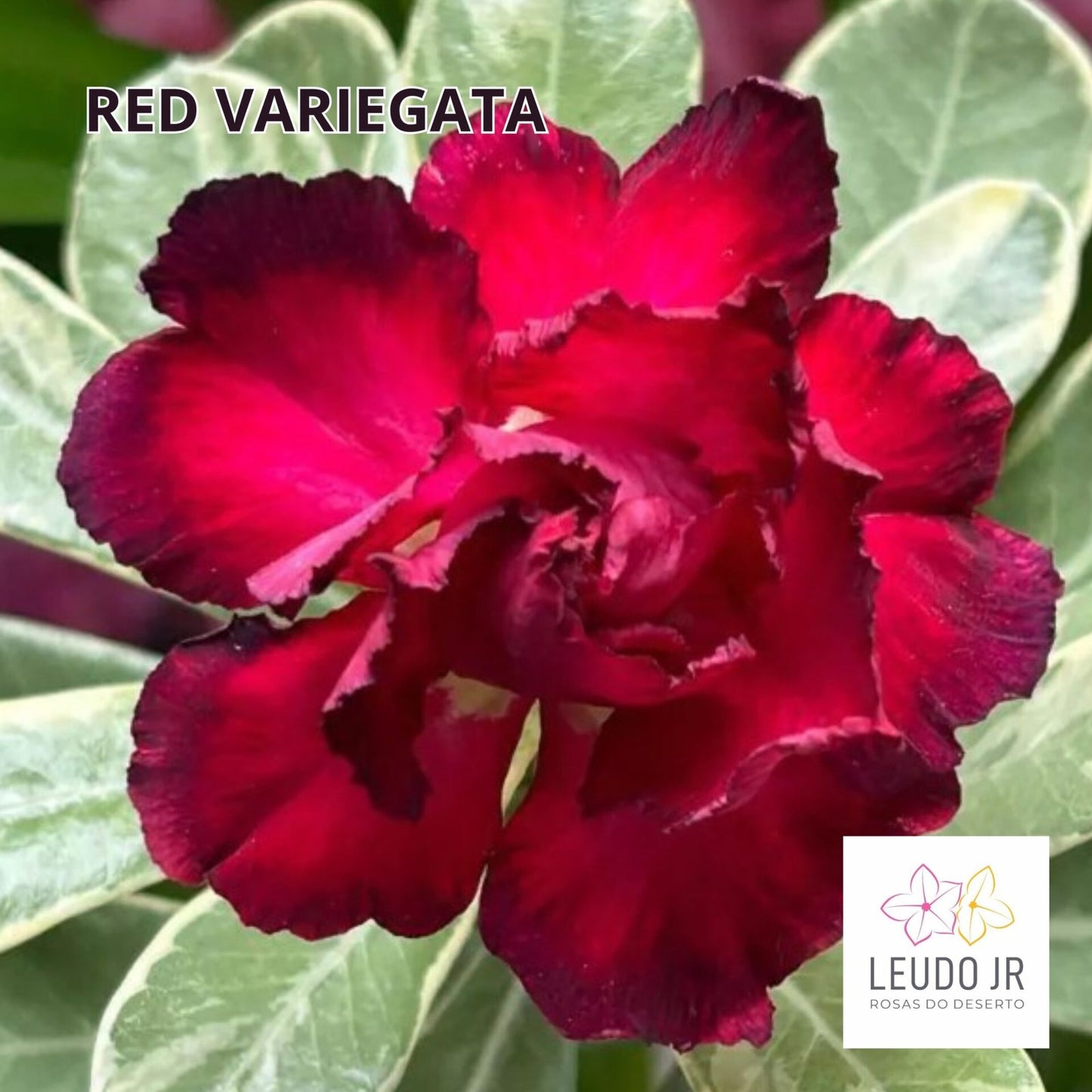 RED VARIEGATA ENXERTO