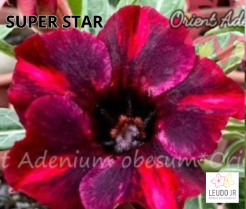 SUPER STAR ENXERTO