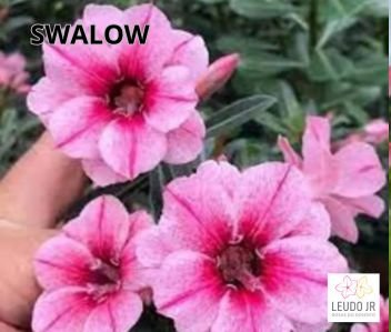 SWALLOW ENXERTO