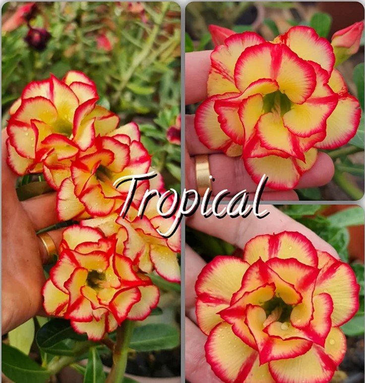 TROPICAL ENXERTO
