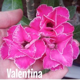VALENTINA ENXERTO