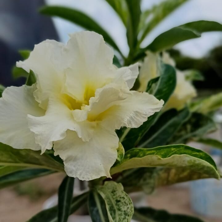 VARIEGATA AMARELA ENXERTO