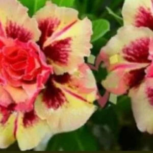 Enxertos
