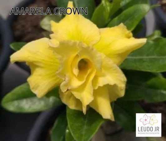 AMARELA CROWN ENXERTO