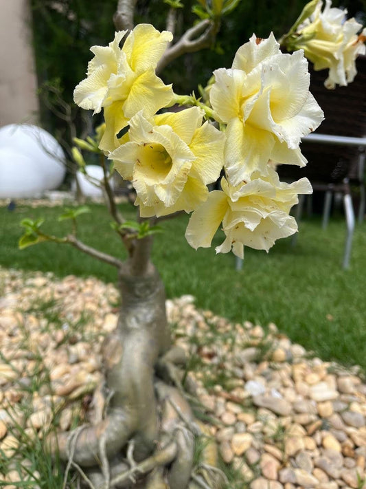 AMARELEUDO ENXERTO