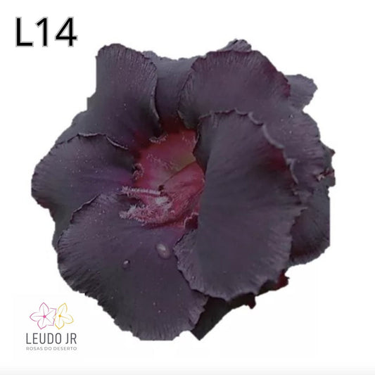 L14 ENXERTO