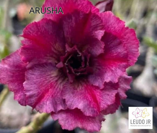 ARUSHA ENXERTO