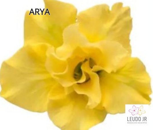 ARYA ENXERTO