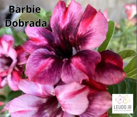 BARBIE DOBRADA ENXERTO