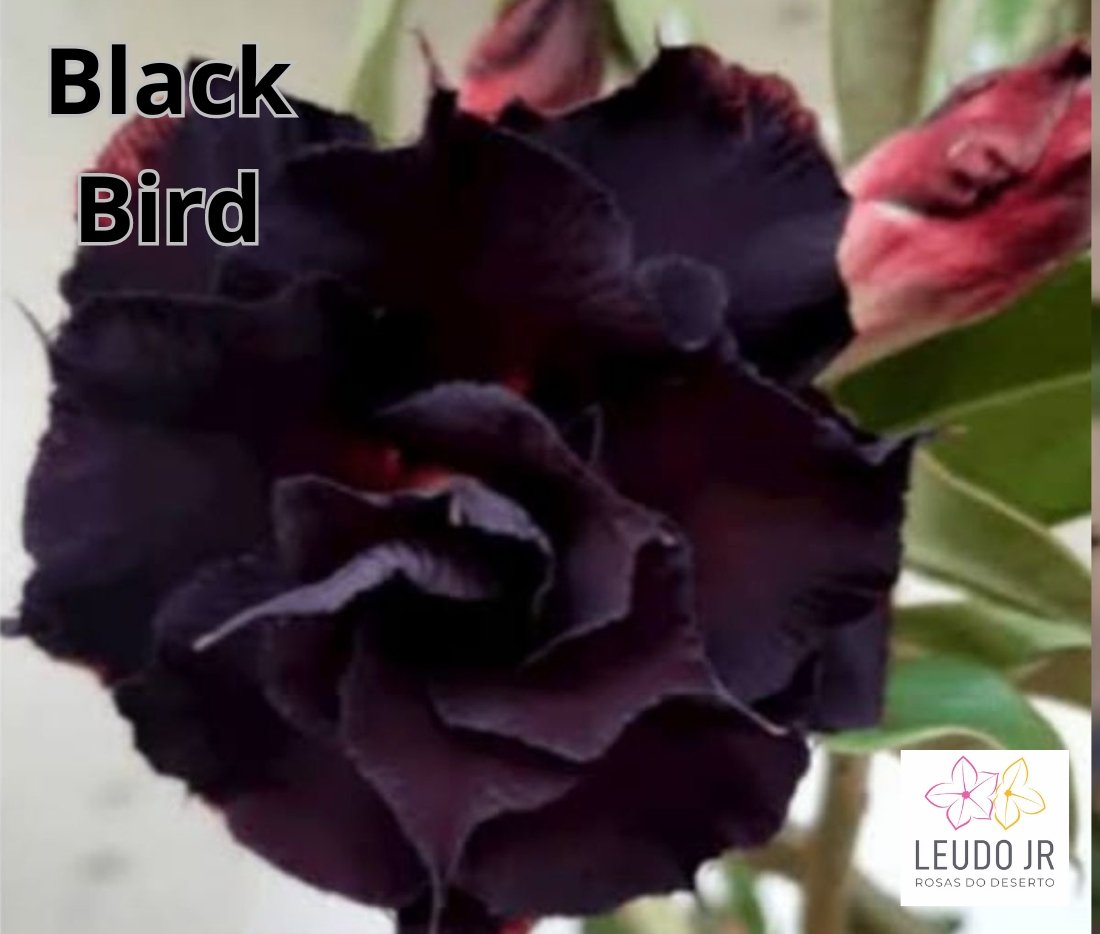 BLACK BIRD ENXERTO