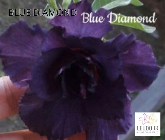 BLUE DIAMOND ENXERTO