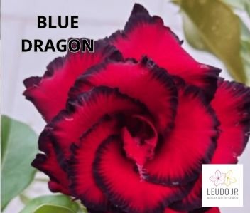 BLUE DRAGON ENXERTO