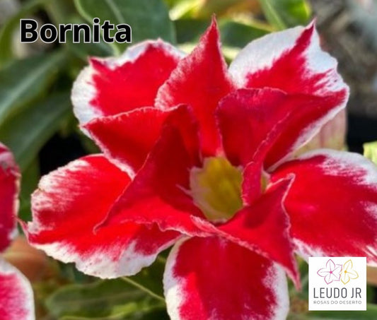 BORNITA ENXERTO