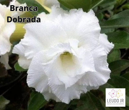 BRANCA DOBRADA ENXERTO