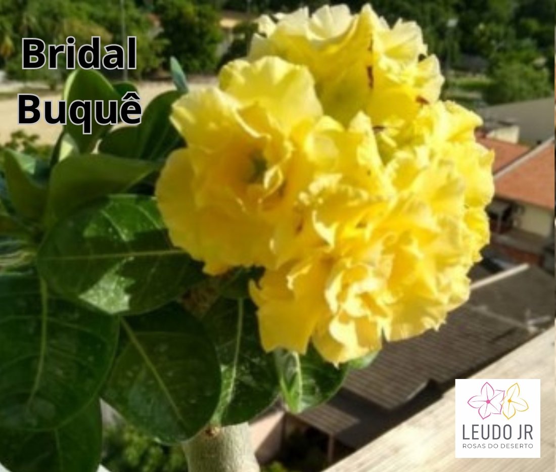 BRIDAL BUQUE ENXERTO
