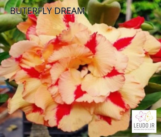 BUTERFLY DREAM ENXERTO