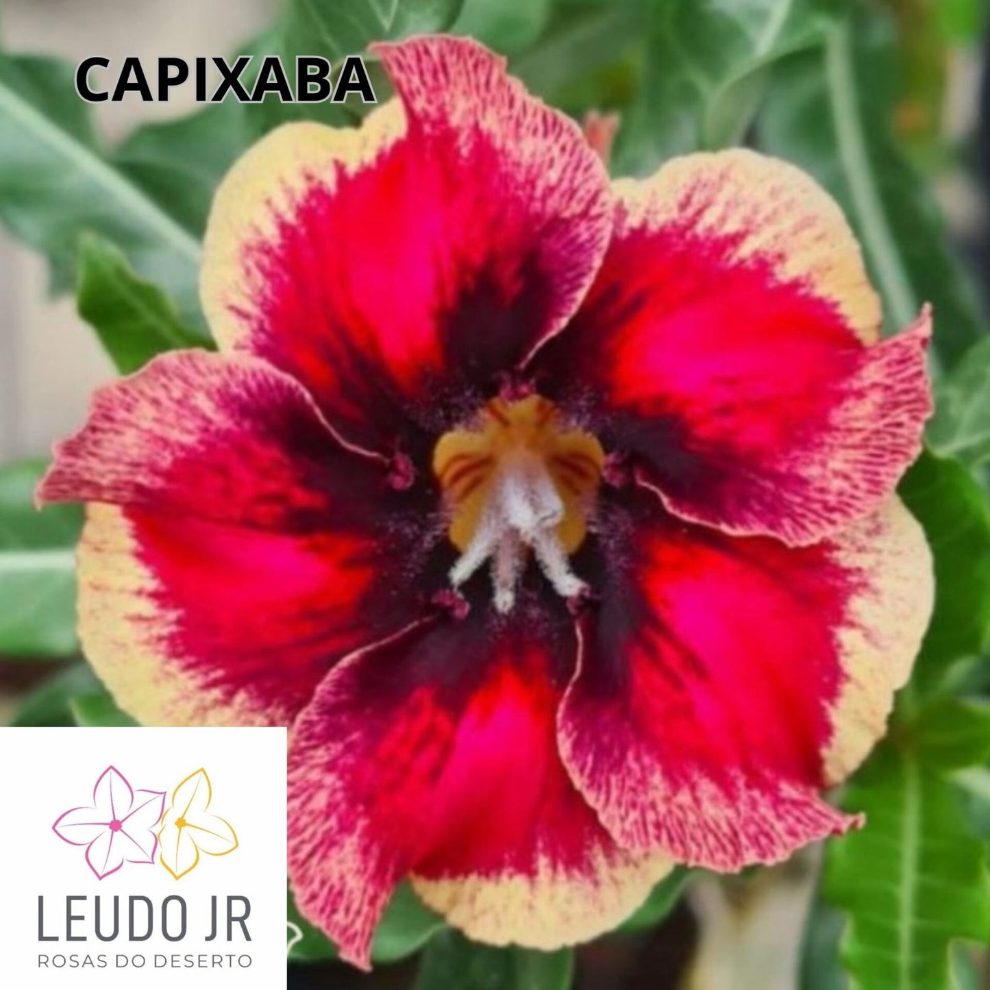 CAPIXABA ENXERTO,