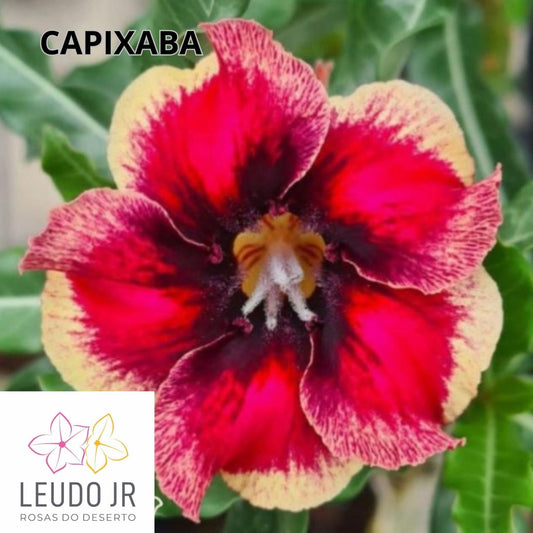 CAPIXABA ENXERTO,