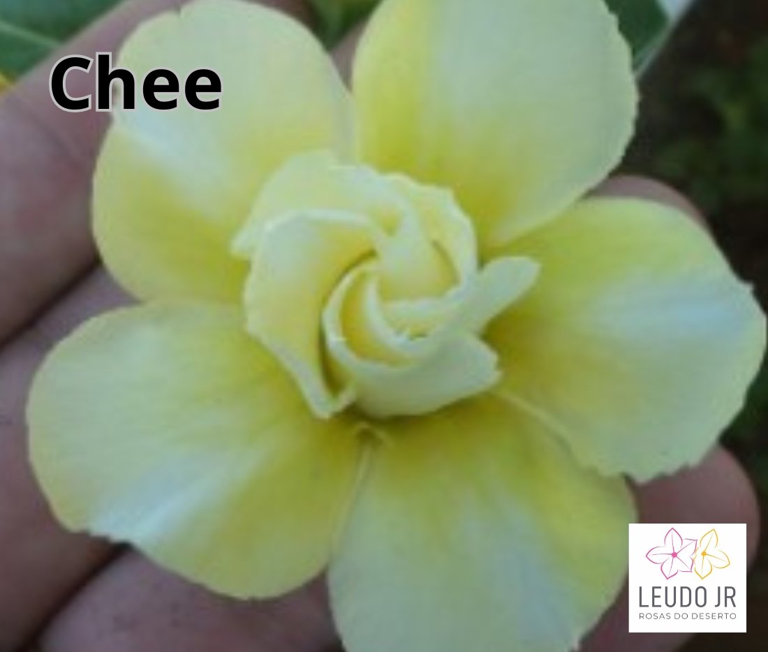 CHEE ENXERTO