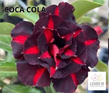 COCA COLA ENXERTO