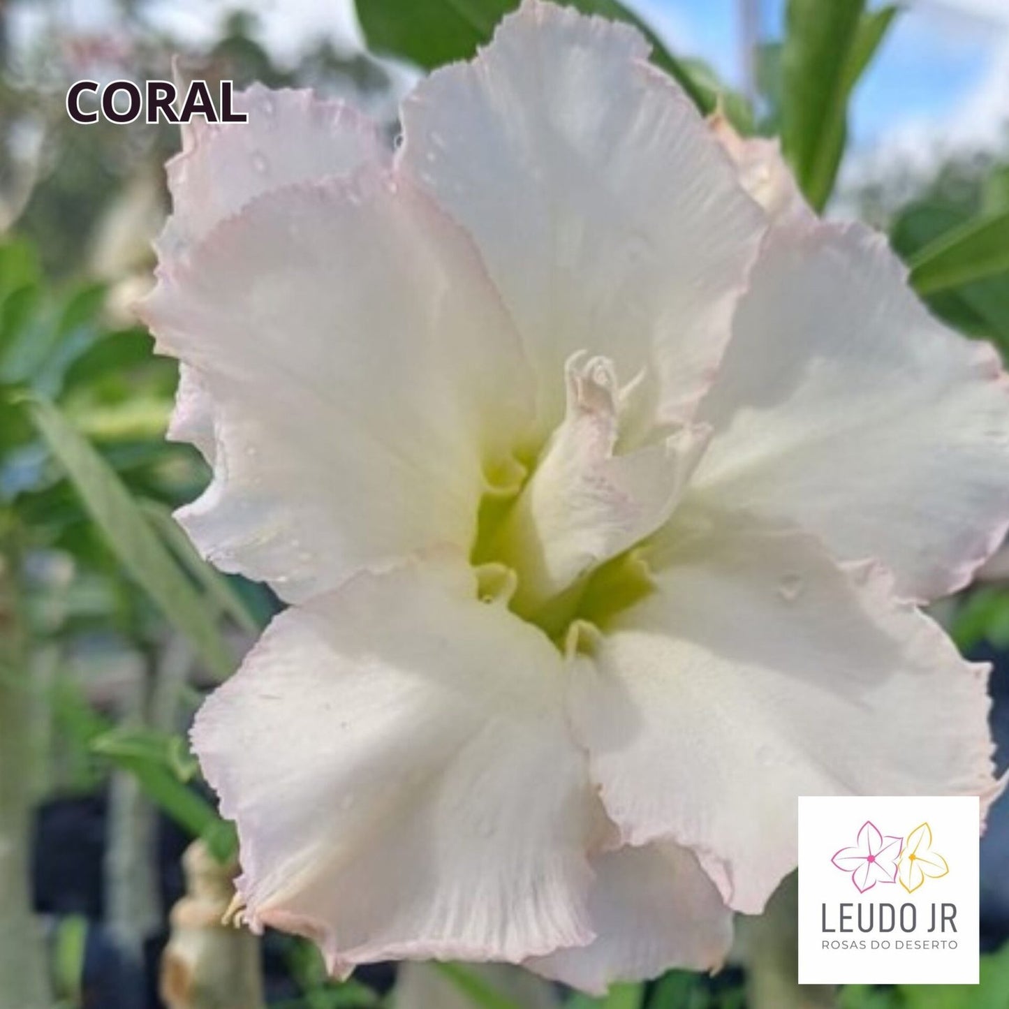 CORAL ANGEL ENXERTO