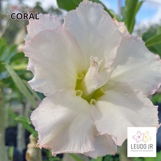 CORAL ANGEL ENXERTO